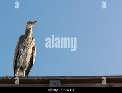 Great Blue Heron Perched on a Roof Stock Photo