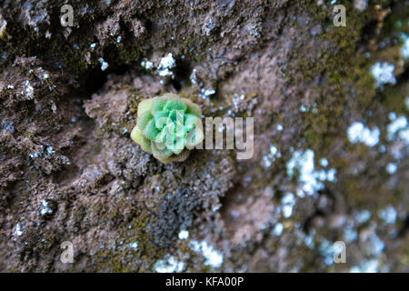 Succulent rose growing on a rocky volcanic wall in the mountains of Madeira, Portugal Stock Photo