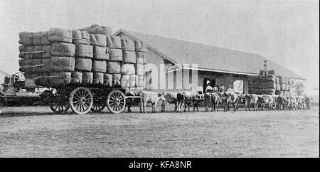 This historic image captures a bullock team pulling a timber jinker ...