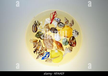 Set of sea shells arranged on a plate. Stock Photo