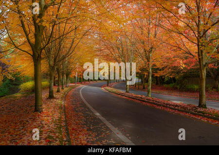 Maple Tree Lined Street in North American Suburban Neighborhood street in fall season Stock Photo