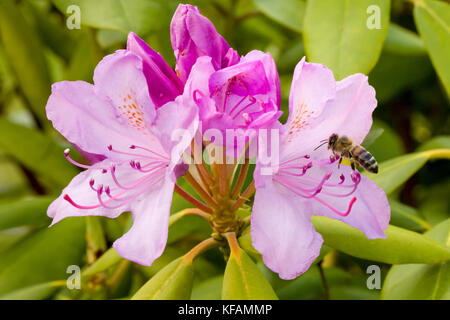 Closeup of apis honey bee visiting pink rhododendron in spring in front of natural green background. Selective focus. Shallow depth of field. Stock Photo