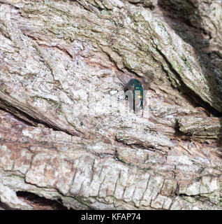 ugly green fly on wood close up ; essex; england; uk Stock Photo