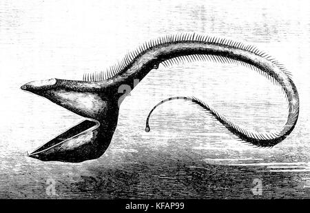 Pelican Eel, The deep sea fish eurypharynx pelecanoides 1883 Stock Photo