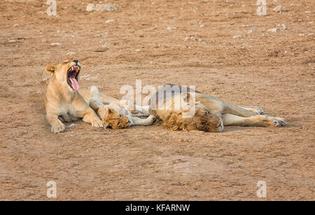 A family of Lions in the Namibian savanna Stock Photo