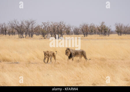 A pair of Lions walking in namibian savanna Stock Photo