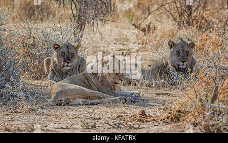 A trio of young male Lions in the Namibian savanna Stock Photo