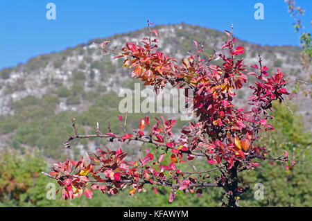 colors in autumn: Trees in the Aurunci Mountains (Monti Aurunci), Italy Stock Photo