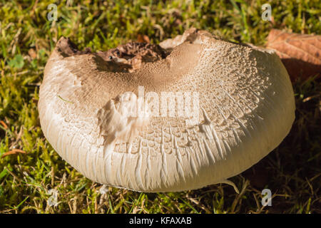 Field mushroom in the grass of a field during autumn Stock Photo