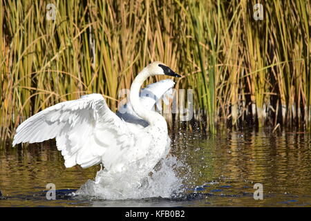 A trumpeter swan lands on a lake at the Seedskadee National Wildlife Refuge October 11, 2017 in Green River, Wyoming.    (photo by Tom Koerner via Planetpix) Stock Photo