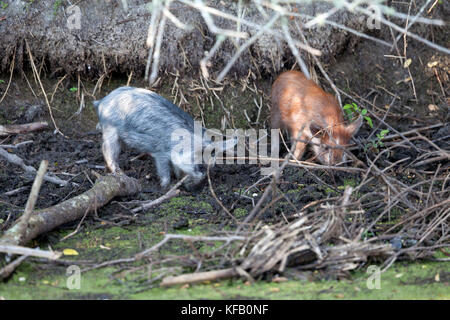 A pair of wild baby pigs dig in the underbrush at the Merritt Island National Wildlife Refuge May 8, 2017 in Merritt Island, Florida.    (photo by Bill White via Planetpix) Stock Photo