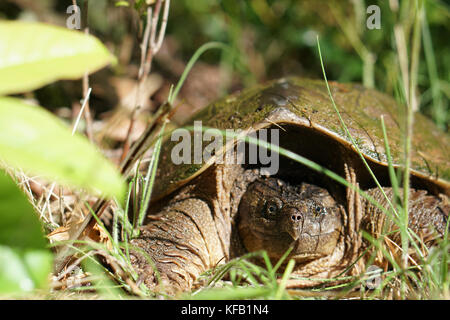 A common snapping turtle hides in the tall grass of a bog June 12, 2017 in Transylvania County, North Carolina.   (photo by G. Peeples via Planetpix) Stock Photo
