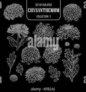 Set of isolated chrysanthemum collection 2. Cute hand drawn flower vector illustration only white outline on black background. Stock Vector