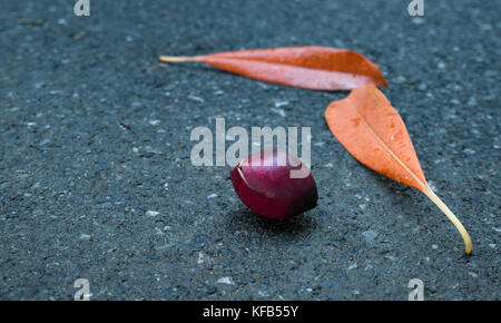 Cerbera odollam (Suicide tree, Pong-pong, Othalanga) ripe fruit and dry leaves on asphalt road after rain Stock Photo