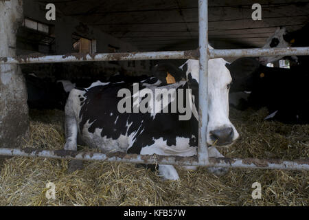 Holstein Friesian dairy cow in milk on grass pasture, Devon Stock Photo ...