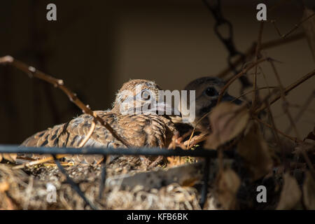 Baby mourning dove chicks hatched in a garden hanging basket Stock Photo