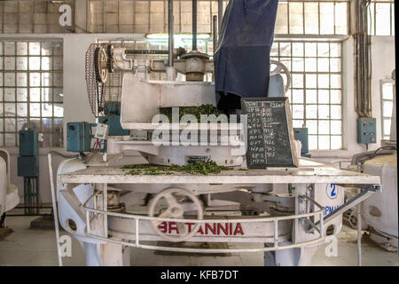 INDIA, DARJEELING, : Roller in a tea factory in Darjeeling where fresh leaves after withering (drying) are 'broken' by rotation and pressure. Stock Photo