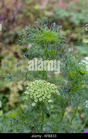 Feathery foliage and domed heads of green and white flowers of the hardy annual umbellifer, Ammi visnaga Stock Photo