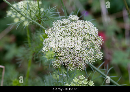 Feathery foliage and domed heads of green and white flowers of the hardy annual umbellifer, Ammi visnaga Stock Photo