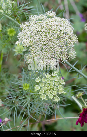 Feathery foliage and domed heads of green and white flowers of the hardy annual umbellifer, Ammi visnaga Stock Photo