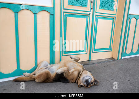 Dog laying on its back on a sidewalk in Salento, Colombia Stock Photo