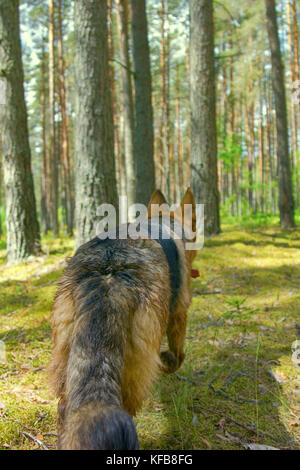 German Shepherd dog on forest. walk through woods of Eastern Europe Stock Photo