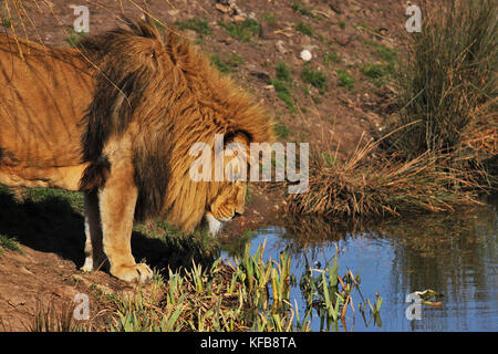 Adult Male African Lion (Panthera leo) drinking at a waterhole in the Kruger National Park, South Africa Stock Photo