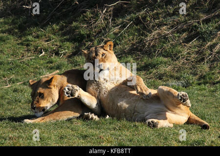 Captive African lioness (Panthera leo) laying down in the Yorkshire Wildlife Park, UK.