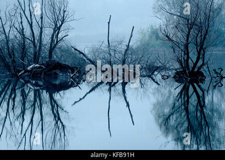 Dried tree branches reflected in the water Stock Photo