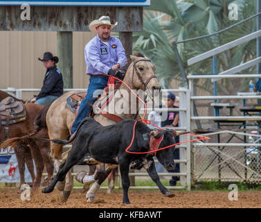 Steer wrestling event at 4th Annual Fall PRCA Rodeo in Arcadia Florida Stock Photo