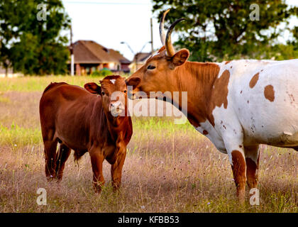 Texas Longhorn cow and calf in a field with house and trees in background Stock Photo