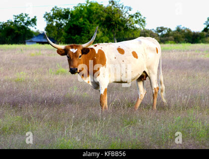 Texas Longhorn Cow in Field with old barn in background Stock Photo