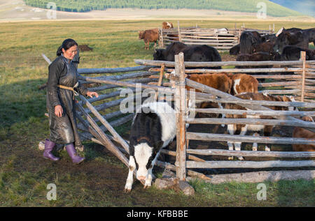 mongolian nomad woman with her cows Stock Photo - Alamy