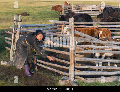 mongolian nomad woman with her cows Stock Photo - Alamy