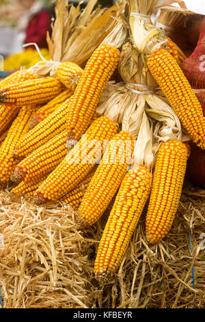 Corn cobs bound in bundles at the agricultural fair. Selective focus. Stock Photo