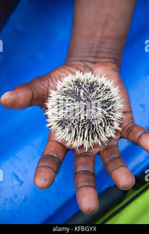 JAMAICA, Oracabessa. Holding a sea urchin at the Goldeneye Hotel and Resort. Stock Photo