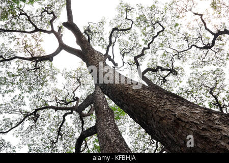 Rain tree /Monkeypod/ East Indian Walnut/Giant thibet (Samanea saman)(member of pea family) background with soft light (focus on tree trunk) Stock Photo