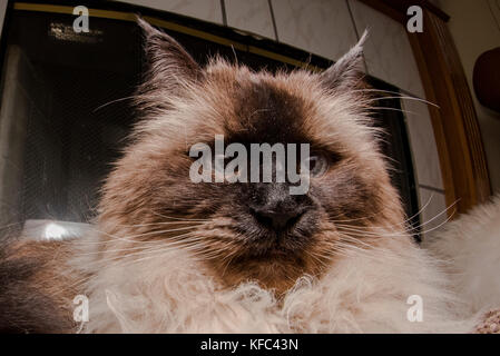 A beautiful Himalayan siamese cat in the living room. Stock Photo