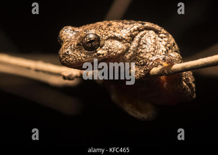 A Cope's Gray Tree frog from North Carolina. Stock Photo