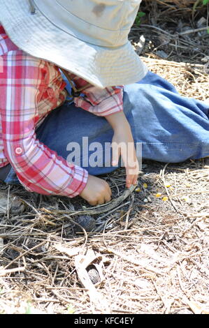 Child plants corn seeds in a home garden, Townsville, Queensland, Australia Stock Photo