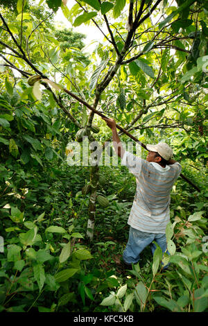 BELIZE, Punta Gorda, Toledo District, Justino Peck harvesting Cacao in his farm in the Maya village of San Jose Stock Photo