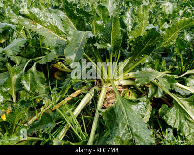 A fully grown sugar beet plant ready for harvesting showing leaves and the top of the bulbous root. Stock Photo