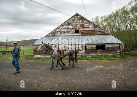 USA, Oregon, Enterprise, Cowboy and Rancher Todd Nash gets ready to load horses into a trailer for a cattle drive at the Snyder Ranch in Northeast Ore Stock Photo