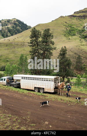 USA, Oregon, Joseph, Cowboys Todd Nash and Cody Ross prepare for a cattle drive up Big Sheep Creek Stock Photo