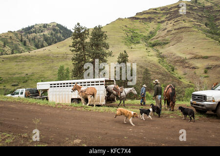 USA, Oregon, Joseph, Cowboys Todd Nash and Cody Ross prepare for a cattle drive up Big Sheep Creek Stock Photo