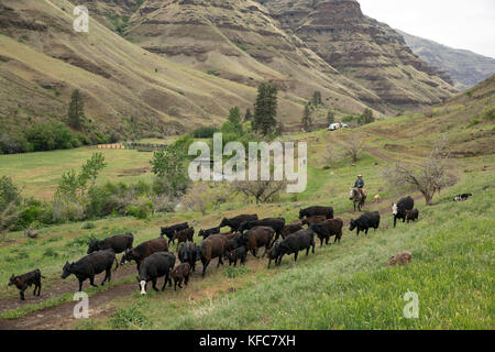 USA, Oregon, Joseph, Cowboys Todd Nash and Cody Ross move cattle from the Wild Horse Creek up Big Sheep Creek to Steer Creek Stock Photo