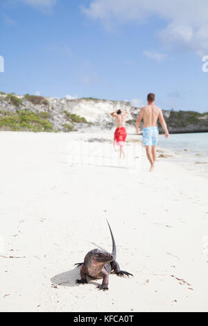 EXUMA, Bahamas. Iguanas on Guana Cay. Stock Photo