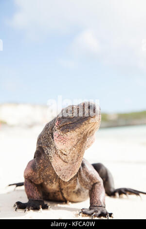 EXUMA, Bahamas. Iguanas on Guana Cay. Stock Photo