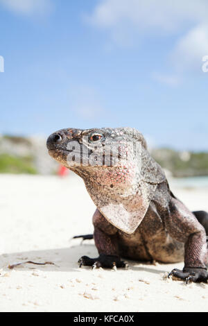 EXUMA, Bahamas. Iguanas on Guana Cay. Stock Photo