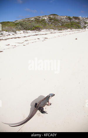 EXUMA, Bahamas. Iguanas on Guana Cay. Stock Photo